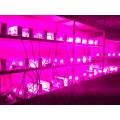 Factory direct 300W High Power LED Grow Lights