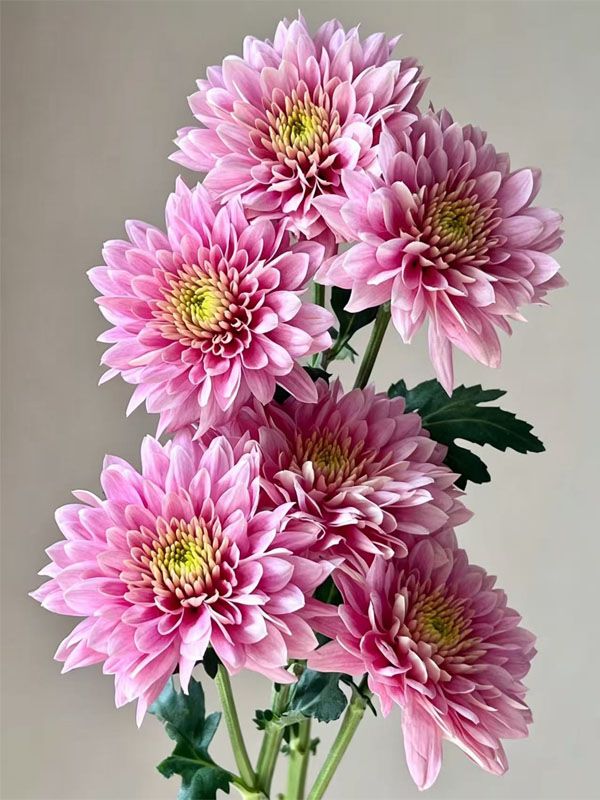 strawberry smoothie pompon Mum3