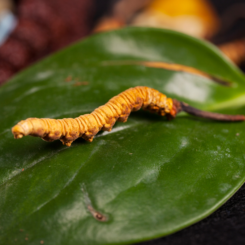 5 pieces of pure natural Cordyceps sinensis from Tibet, China, free shipping