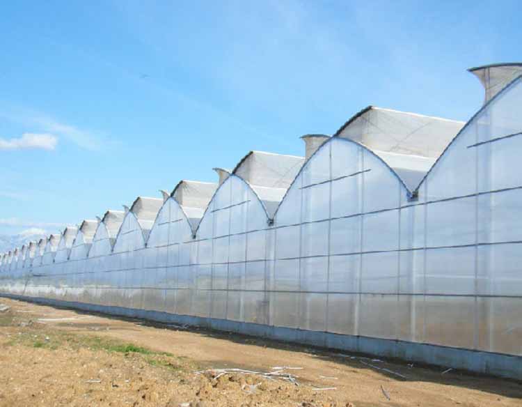 Agricultural Plastic Film Covered Greenhouse