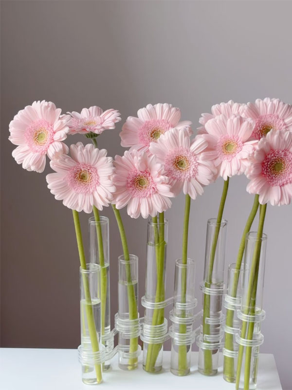 Gerbera Warsaw3