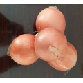 Fresh white onion new crop