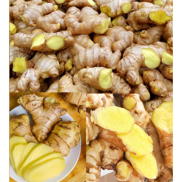 Japanese Restaurant Pickled Root Chopped Peeled Fresh Ginger