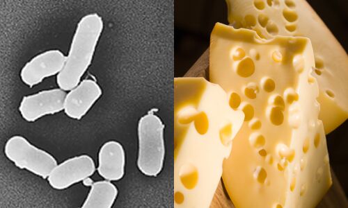 propionibacterium freudenreichii9