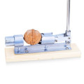 Heavy duty Walnut Sheller Crack almond Plier Hazel Pecan Filbert Clamp Kitchen Cracker Nutcracker Nut Hazelnut Clip Tool Machine