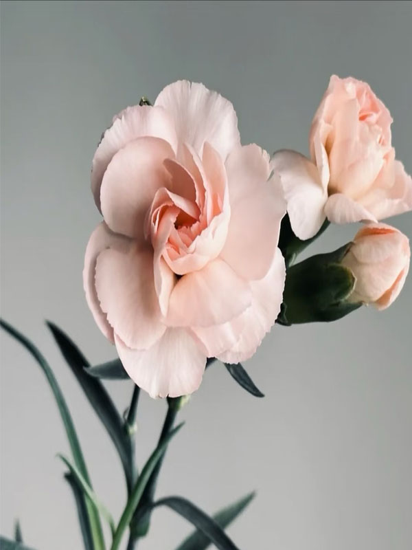 Liunian single headed carnation2