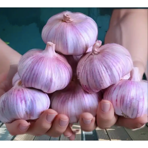 2025 Premium Organic Purple Garlic Natural