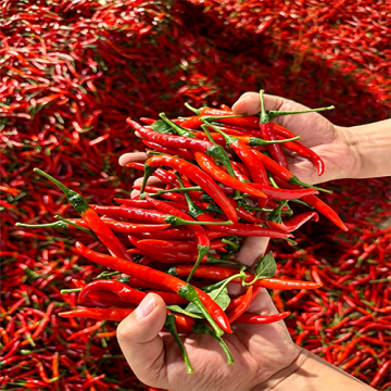 Premium Bird`s Eye Chili for Export Supply