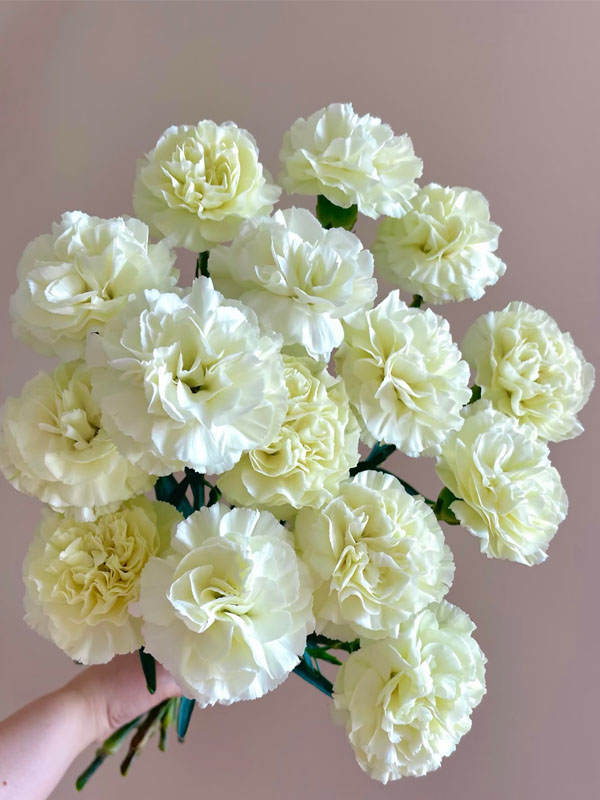 Cream Carnation3