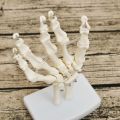 Human Hand Joint Anatomical Skeleton Model Medical Science Health Life