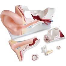 Human Ear Anatomy Demonstration Model