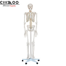 180cm Tall Life Size Skeleton Human Skeleton Anatomical Model