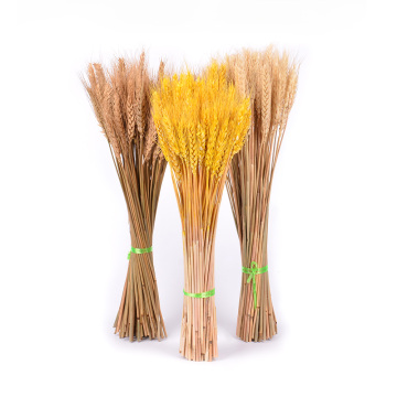 50Pcs Real Wheat Natural Dried Flowers Wedding Party Decoration Craft Scrapbook Diy Home Decoration Wheat Bouquet Photo Props