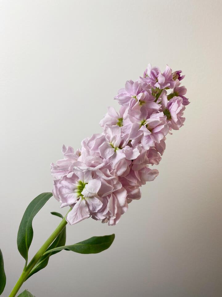 Pink Violet