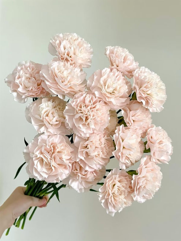 Streamer Pink Carnation3