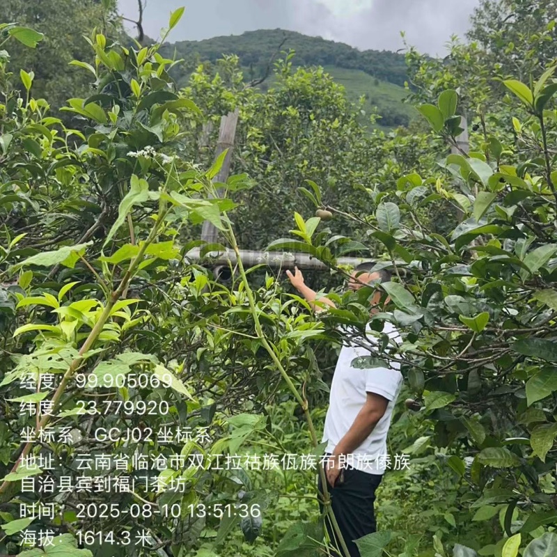 mengku-tea-garden-gaba-puer-harvest
