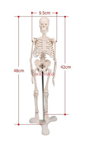 Human skeleton model medical medicine teaching