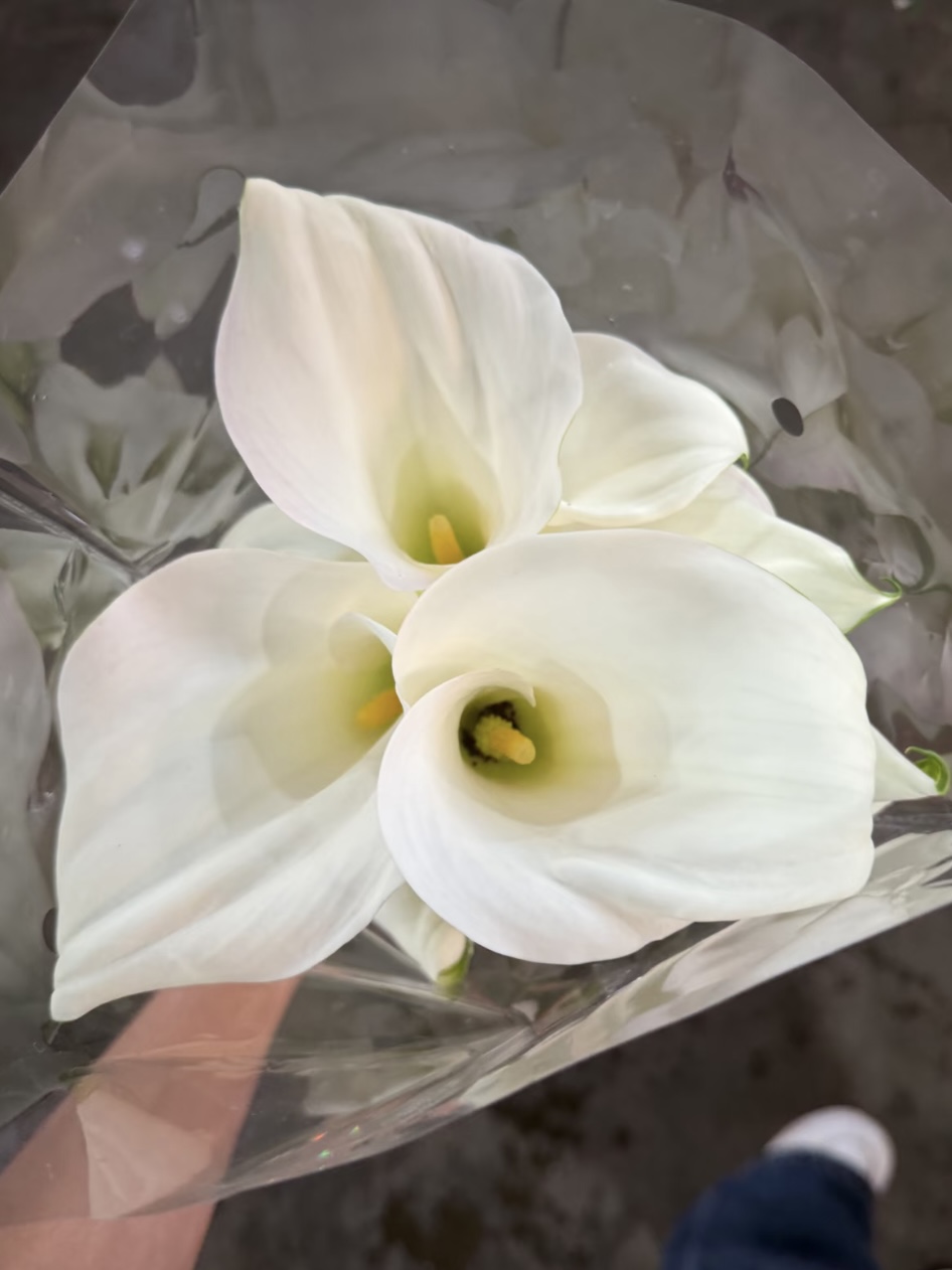 Fresh cut of white Calla lily4