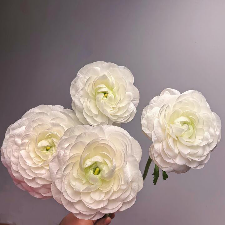 White Ranunculus