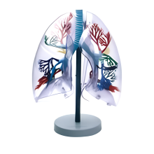 Transparent Lung Segment Model