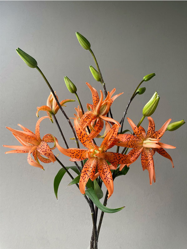 Tiger Baby  spray Lily2