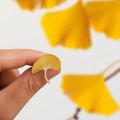 Exquisite fashion elegant wind cartoon drop oil leaf badge ginkgo cypress leaf pine nuts brooch pin