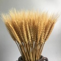 Natural Wheat Ear Pampas Rabbit Tail Grass Farmhouse Opening Barley Real Dried Flower Bouquet Pastoral Gift Flores Preservadas