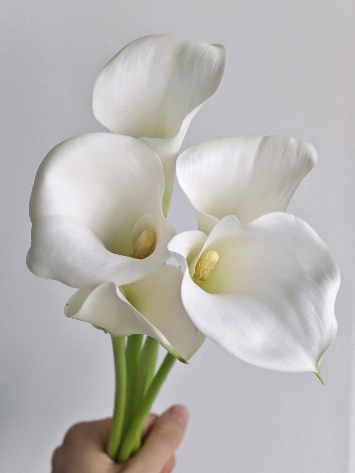 Fresh cut of white Calla lily