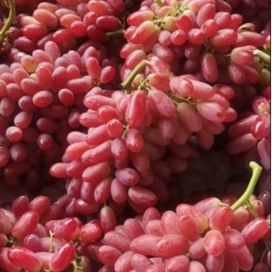 Hand‑Picked Hongxia Fairy Grape
