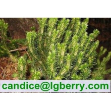 High quality Huperzine A /Huperzia Serrata Extract 1%