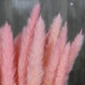 30pcs Natural Dried Pampas Grass Reed Dried Flowers Natural Phragmites Communis Wedding Flower Bunch Home Decor