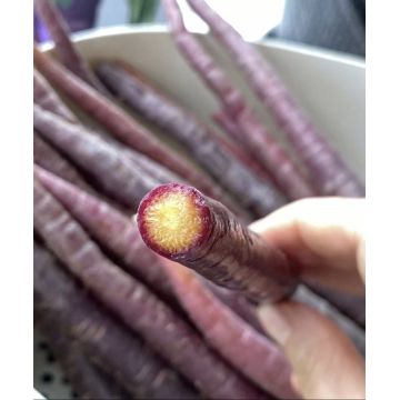 Sweet Crisp Purple Jade Carrot