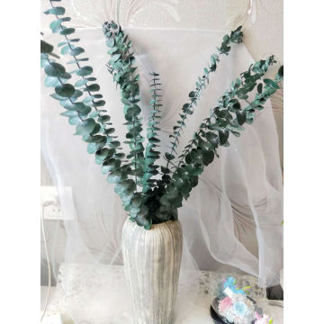 45-50cm Real Dried Eucalyptus Branches,Preserved Fresh Flower Bouquet Nature Green Plant leaves,Garden Home Weddiing Decoration