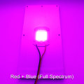 10pcs Blue Red