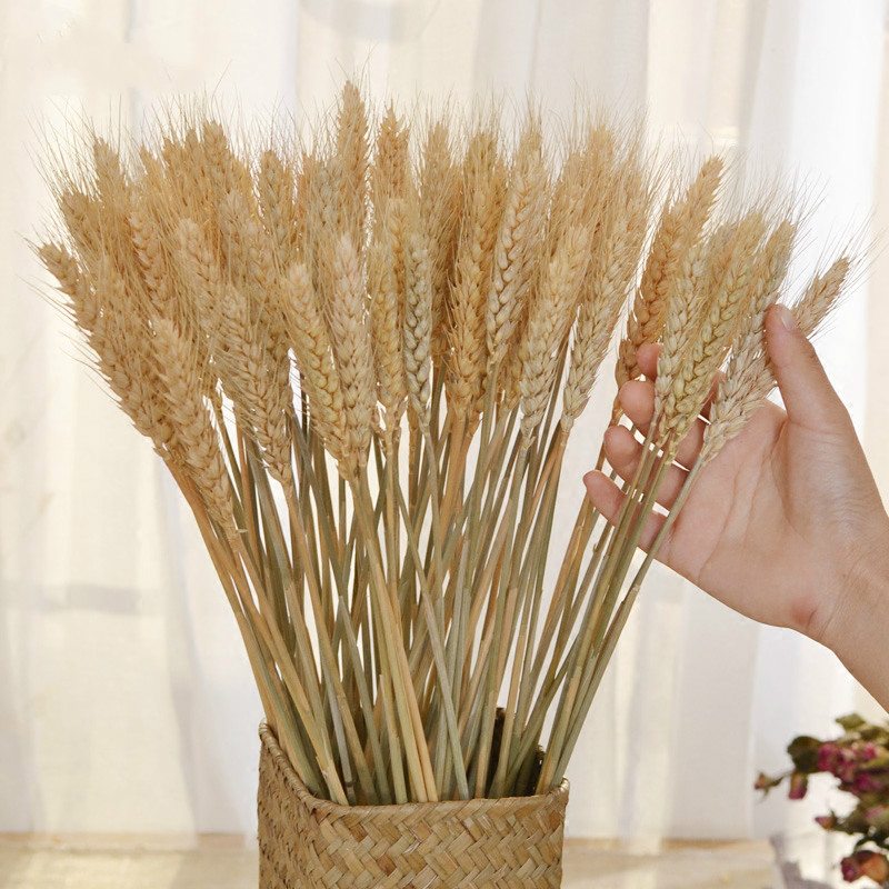 50 pcs Dried Flower Decor Bundle Dry Wheat Dried Flowers Big Pack Flowers for Weddings Natural Home Decorations Artificial Wheat