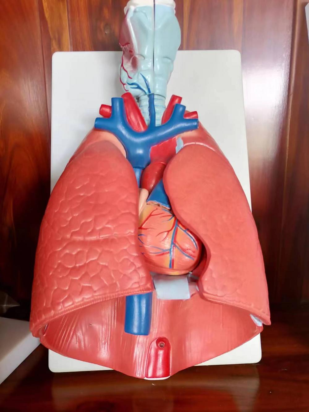 Larynx, Heart and Lung Model