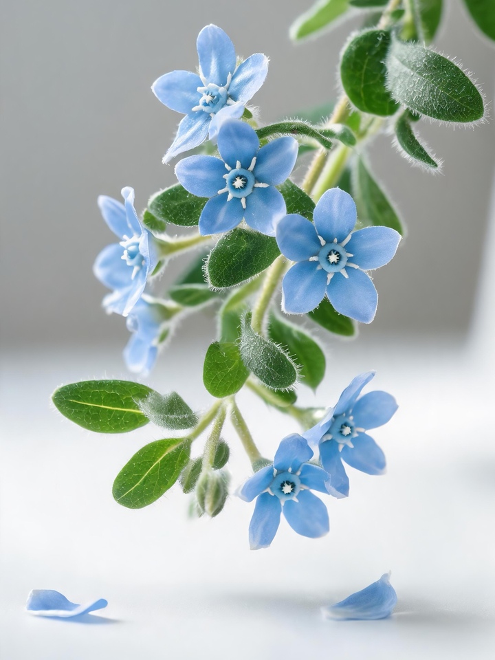 Blue star flower