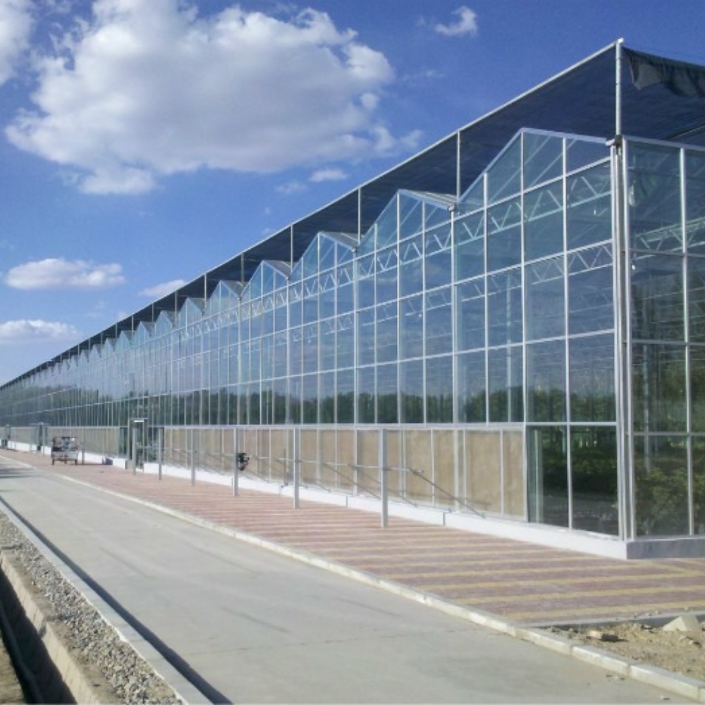 Glass Multi-span Greenhouse