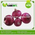 High Quality New Crop Fresh Red Onions