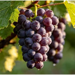 Fresh Grapes for Fruit Platters