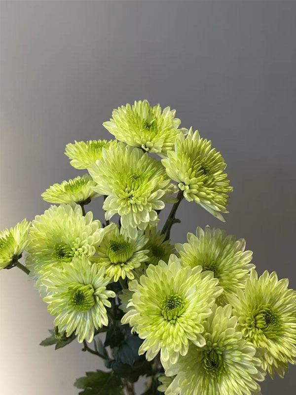 Green Cocoa pompon chrysanthemum1
