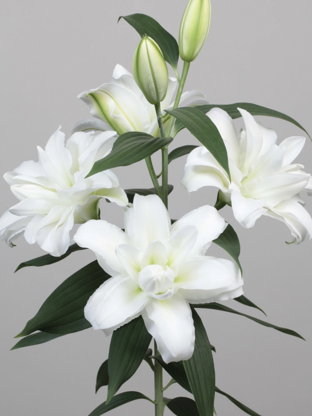 Arosa Double Oriental Lily3