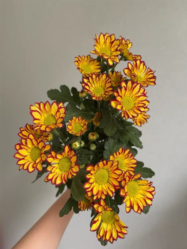 Roman Holiday chrysanthemum1