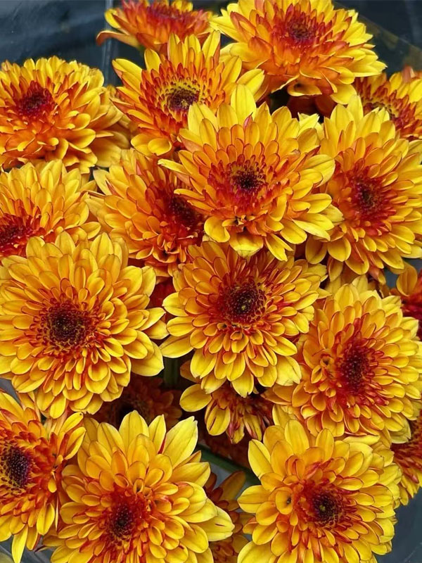 Bruno Orange Daisy3