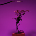 10pcs/lot LED Grow Light Full Spectrum COB Chip No Need Driver 220V 110V 50W 30W 20W 10W Growth Flower Seedling Grow Plant Lamp