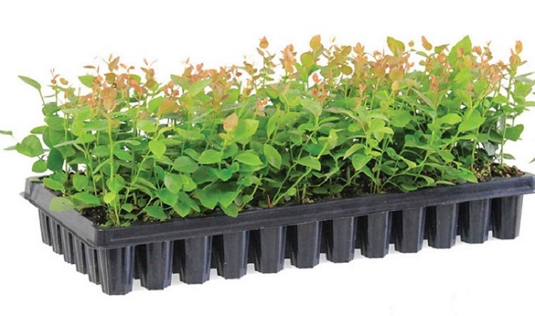 seedling tray (10)