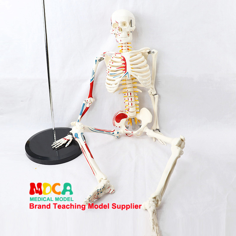 85CM Full size human Anatomical Anatomy Skeleton Model Pillar type Medical teaching equipment Medical Science