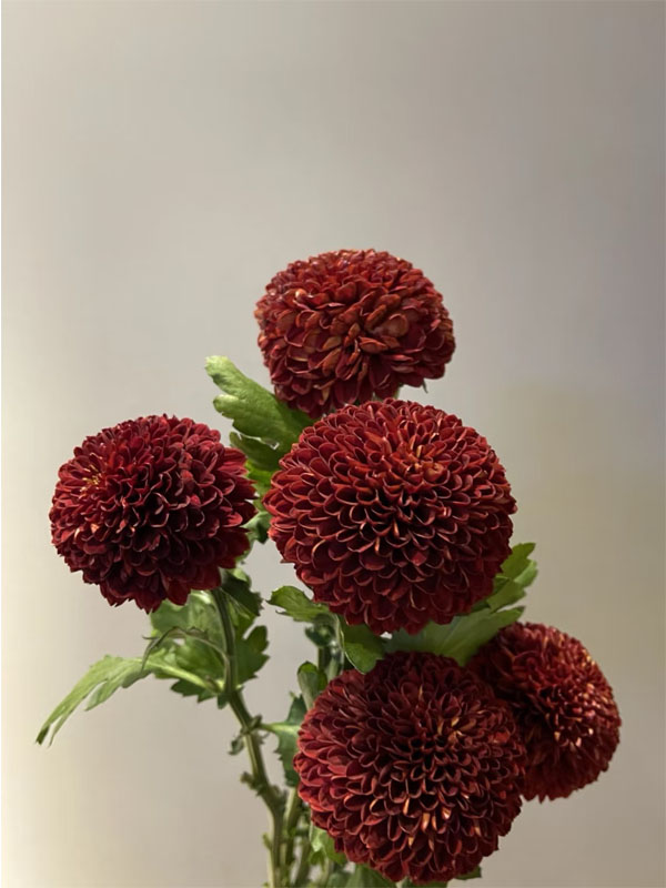 Red Ping pong chrysanthemum2