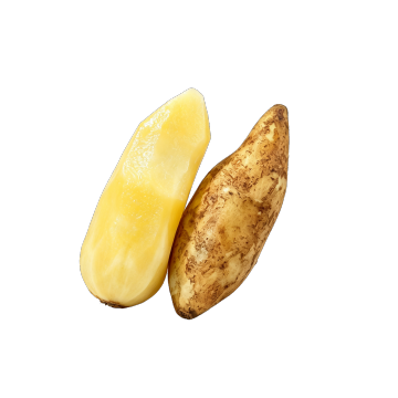Natural Yacon Root Low Calorie Healthy Functional Fruits