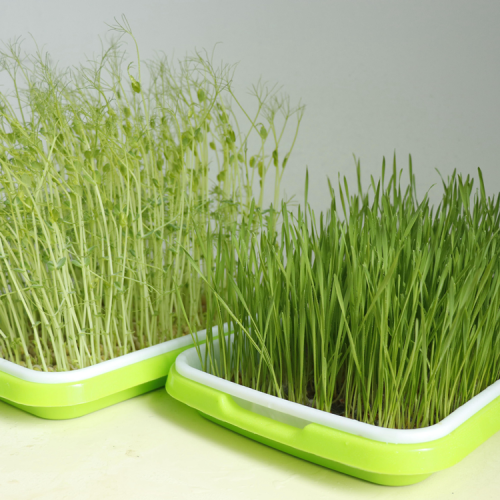 Skyplant seedling trays in small size Manufacturers and Skyplant seedling trays in small size Suppliers